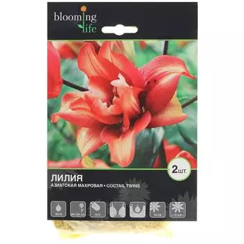 Лилия азиатская махровая «Коктейл Твинз»