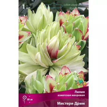 Лилия азиатская махровая Мистери Дрим