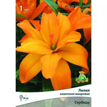 Лилия азиатская махровая Скубиду луковица 14/16