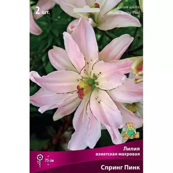 Лилия азиатская махровая «Спринг Пинк»