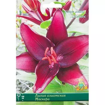 Лилия азиатская «Маскара», размер луковицы 14/16
