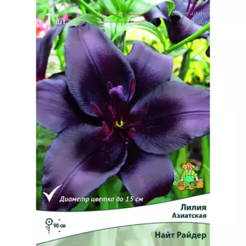 Лилия азиатская Найт Райдер луковица 14/16