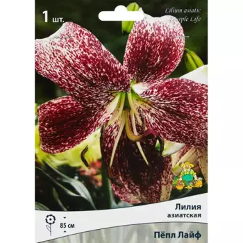 Лилия азиатская Пепл Лайф,