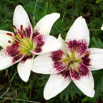 Лилия азиатская Танго Уайт Пиксель луковицы 14