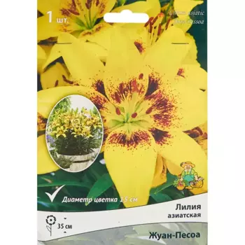 Лилия азиатская Жуан-песоа