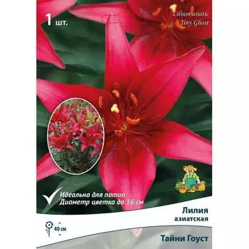 Лилия азиатские для патио «Тайни Гоуст»