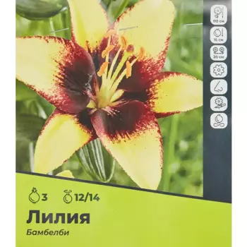 Лилия Бамбелби луковицы 12/14, 3 шт.
