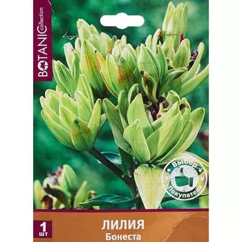 Лилия Бонеста 12/14, 1 шт