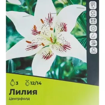 Лилия Центрфолд луковицы 12/14, 3 шт.