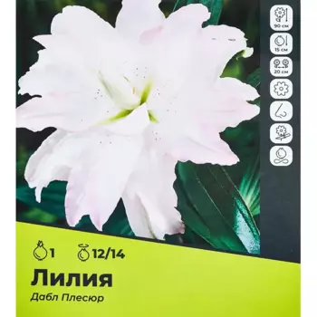 Лилия Дабл Плесюр луковицы 12/14