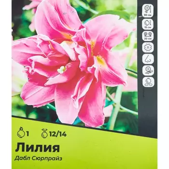 Лилия Дабл Сюрпрайз луковицы 12/14