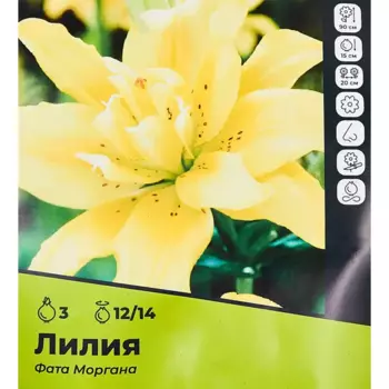 Лилия Фатаморгана луковицы 12/14, 3 шт.