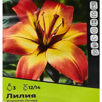 Лилия Форевер Линда луковицы 12/14, 3 шт.