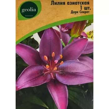 Лилия Geolia азиатская Дарк Секрет