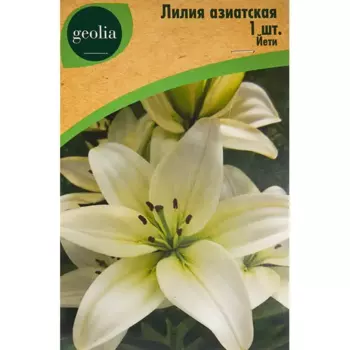 Лилия Geolia азиатская Йети