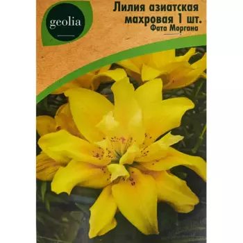 Лилия Geolia азиатская махровая Фата Моргана