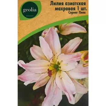 Лилия Geolia азиатская махровая Спринг Пинк