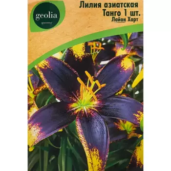 Лилия Geolia азиатская Танго Лайон Харт