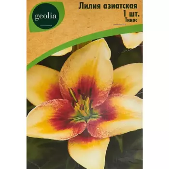 Лилия Geolia азиатская Тинос
