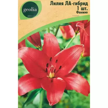 Лилия Geolia ла-гибрид Фанжио