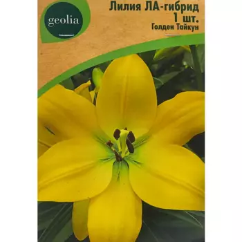 Лилия Geolia ла-гибрид Голден Тайкун