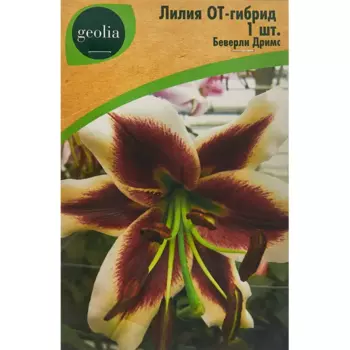 Лилия Geolia от-гибрид Беверли Дримс