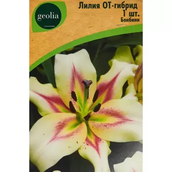 Лилия Geolia от-гибрид Бонбини