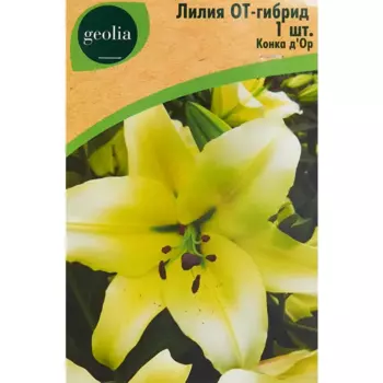 Лилия Geolia от-гибрид Конка Д Ор