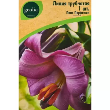 Лилия Geolia трубчатая Пинк Перфекшн