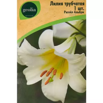 Лилия Geolia Трубчатая Ригейл Альбум