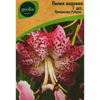 Лилия Geolia видовая Прекрасная Рубрум
