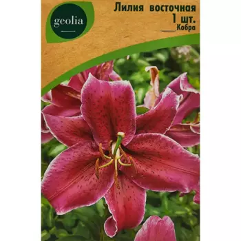 Лилия Geolia восточная Кобра