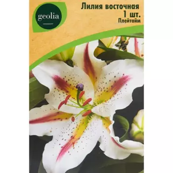 Лилия Geolia восточная Плейтайм