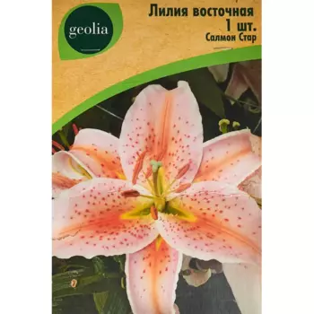 Лилия Geolia восточная Салмон Стар