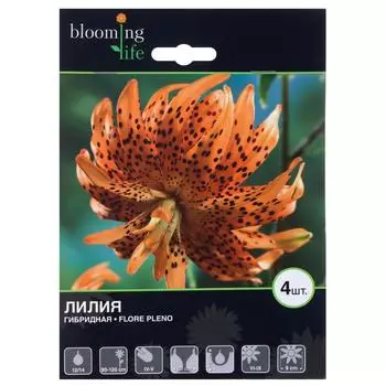 Лилия Гибридная Флоре Плено 16/18