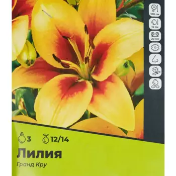 Лилия Гранд Крю луковицы 12/14, 3 шт.