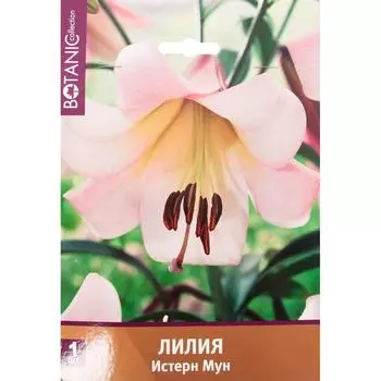 Лилия Истер Мун 12/14, 1 шт