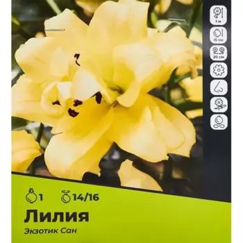 Лилия Экзотик Сан луковицы 14/16