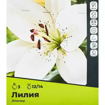 Лилия Элинер луковицы 12/14, 3 шт.