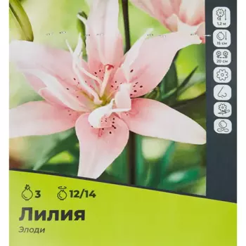Лилия Элоди луковицы 12/14, 3 шт.