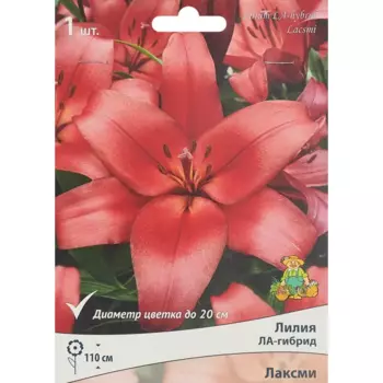 Лилия ла-гибрид Лаксми