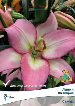 Лилия ЛА-гибриды Самур 14/16, 1 шт