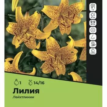 Лилия Лейхтлина луковицы 14/16