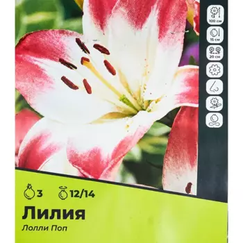 Лилия Лоллипоп луковицы 12/14, 3 шт.