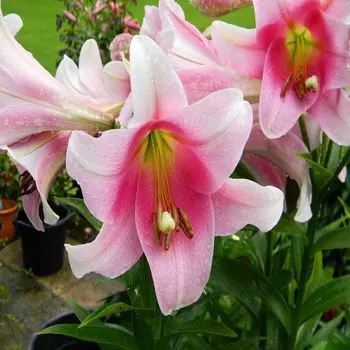 Лилия Лоо Гибрид Белсонг 16/18