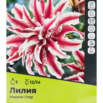 Лилия Мэджик Стар луковицы 12/14