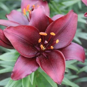 Лилия Мапира 16/18