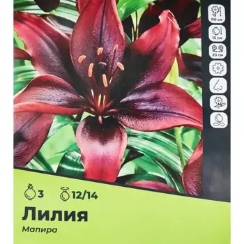 Лилия Мапира луковицы 12/14, 3 шт.