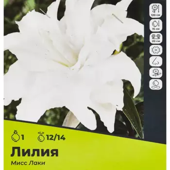 Лилия Мисс Лаки луковицы 12/14