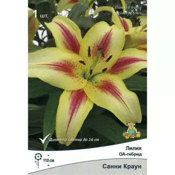 Лилия Оа-гибрид Санни Краун 14/16